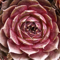 Sempervivum - Dachwurz - Hauswurz